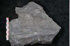 Foto (Detailansicht) von Sigillaria lepidodendrifolia Brongniart (NHMW-GEO-2024-0188-11087)